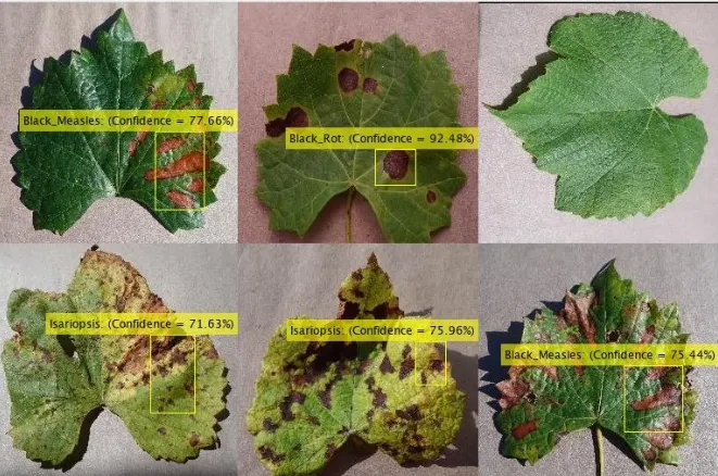 Grape Leaf Multi-Disease Detection using RCNN